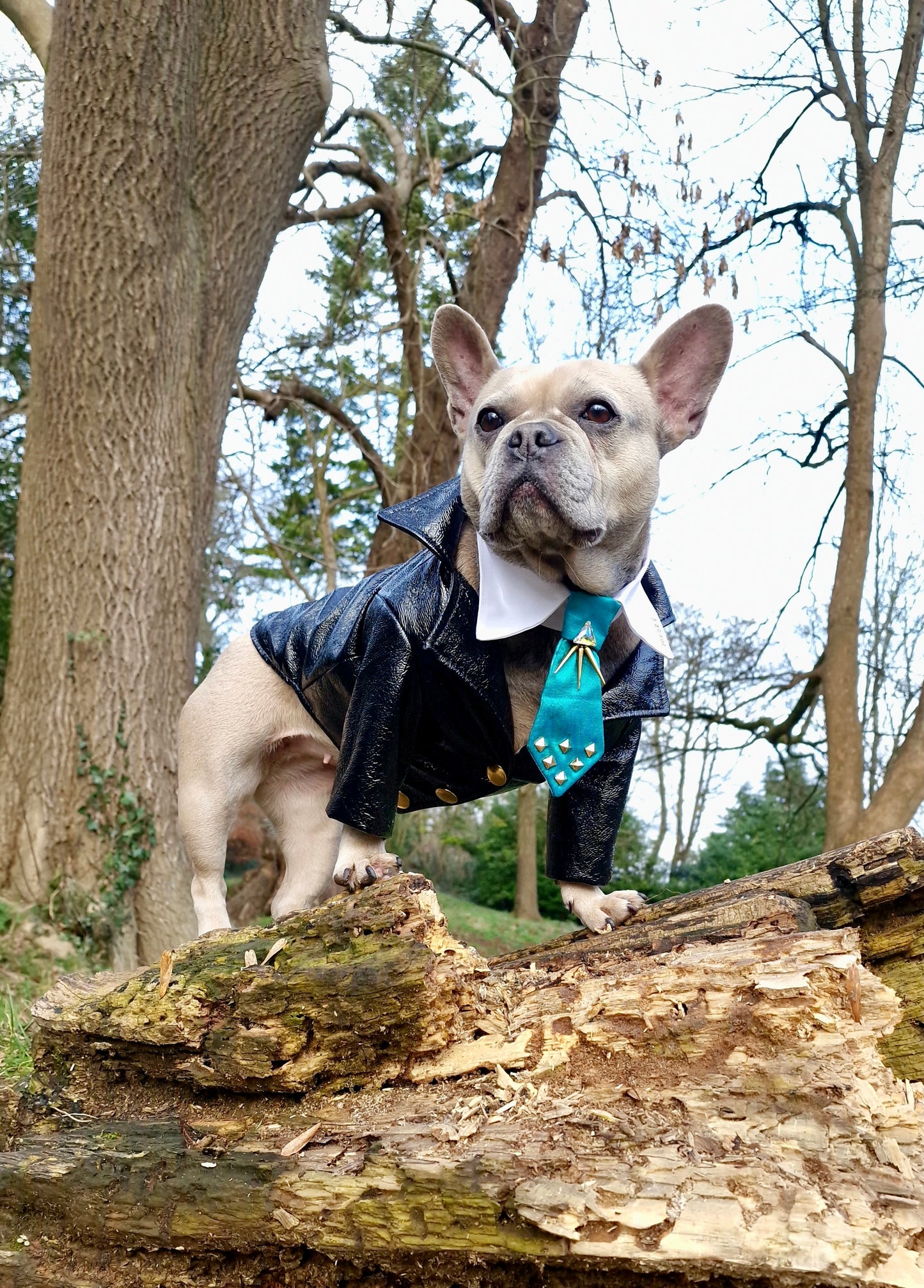 The Stan collar and tie - Limited Edition